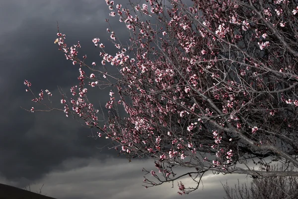 Bunga pada pohon aprikot dan langit badai — Stok Foto