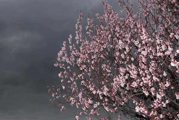 살구 나무와 폭풍 하늘에 꽃 — 스톡 사진