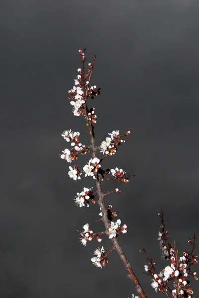 Flores em árvore de damasco e céu de tempestade — Fotografia de Stock