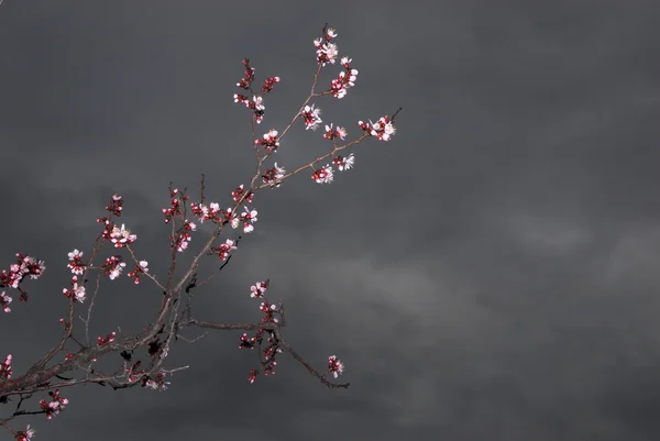 stock image Flowers on apricot tree and storm sky