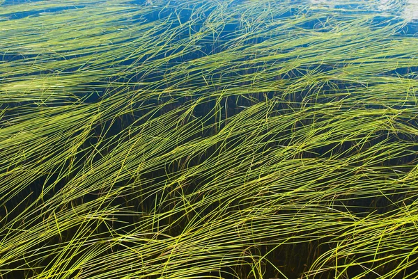 Algaes in lake background — Stock Photo, Image