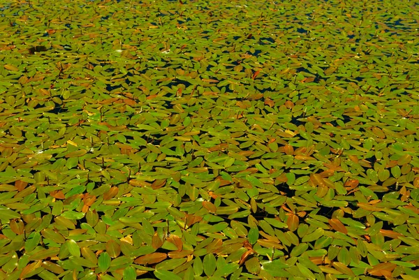 Algaes στο παρασκήνιο λίμνη — Φωτογραφία Αρχείου