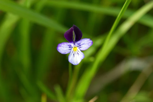 Pequena flor azul — Fotografia de Stock