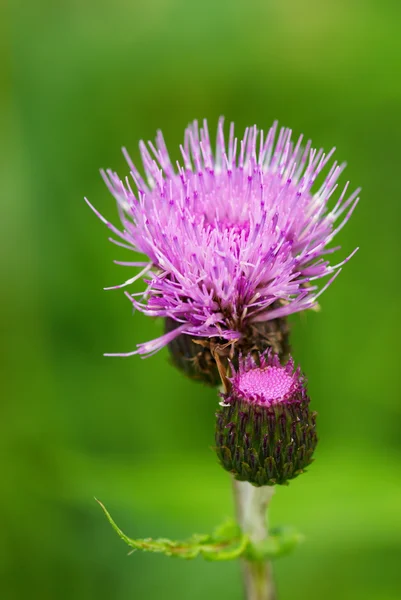 stock image Small wild pink flower