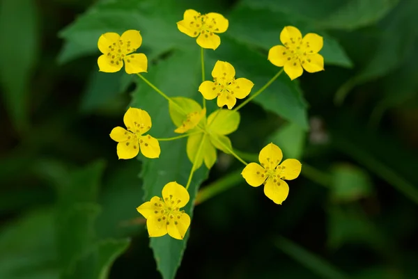 Muitas pequenas flores amarelas selvagens — Fotografia de Stock