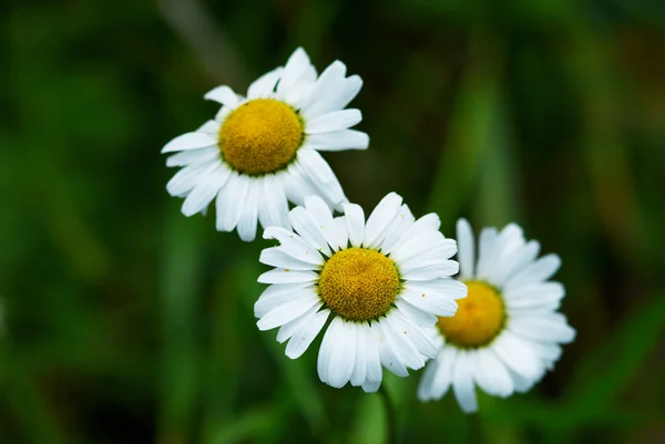 Albero piccolo fiore daisywheel selvatico — Foto Stock