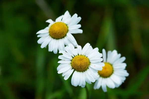 Arbre petite fleur de roue de marguerite sauvage — Photo