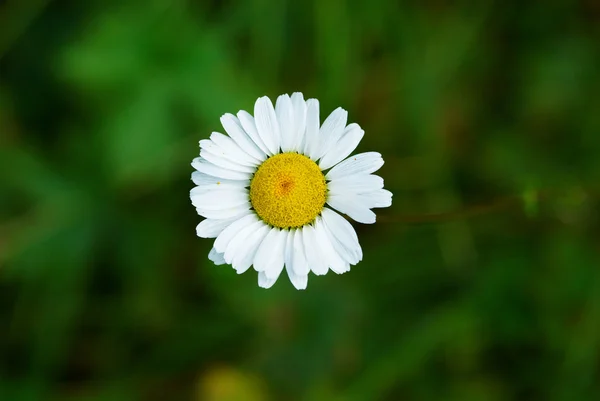 Uma pequena flor selvagem daisywheel — Fotografia de Stock