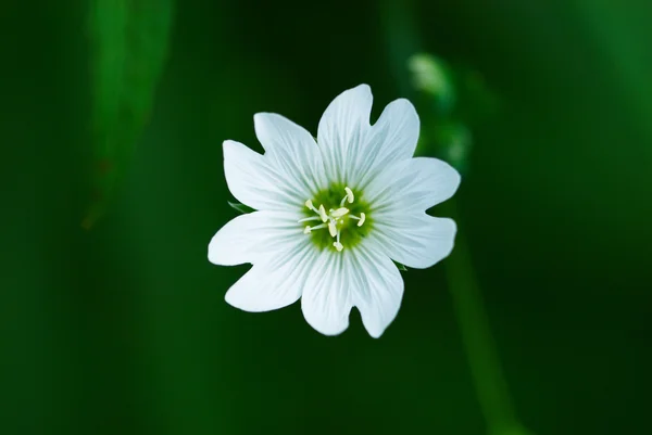 Eine kleine wilde weiße Blume — Stockfoto