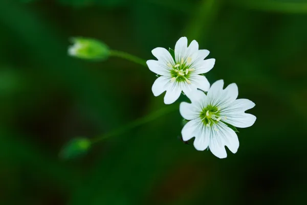 2 つの小さな野生の白い花 — ストック写真