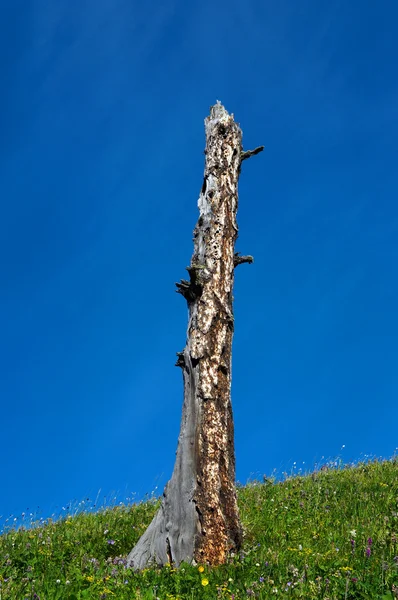 Мертвое дерево на холме и в небе — стоковое фото