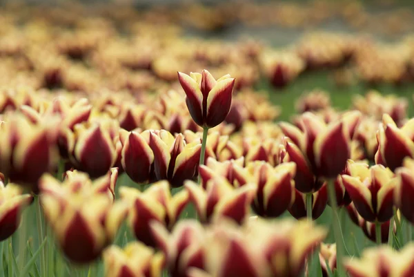 One and more tulips — Stock Photo, Image