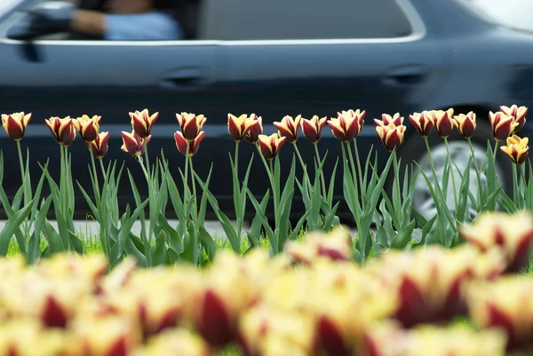 Auto e tulipani — Foto Stock
