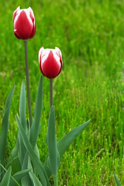 Two red tulip flowers — Stock Photo, Image