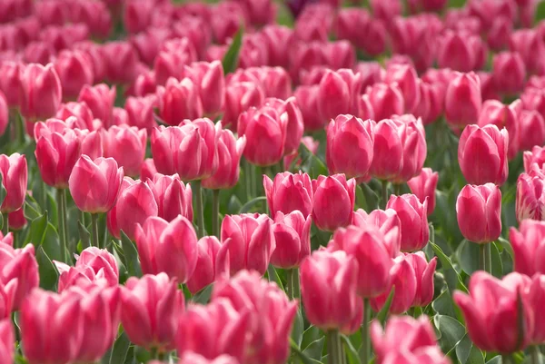 Růžové tulipánové pole — Stock fotografie
