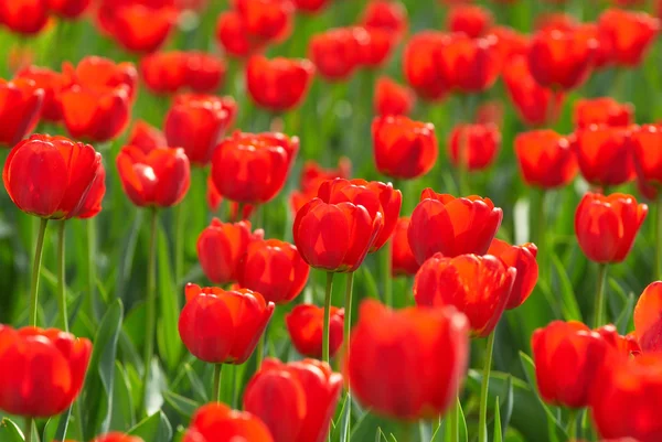 Červené tulipány pole — Stock fotografie