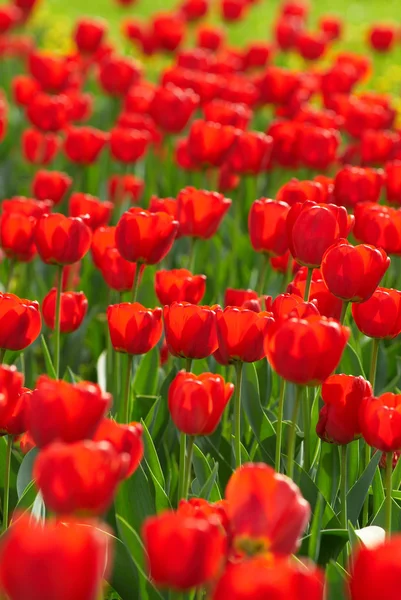 Červené tulipány pole — Stock fotografie