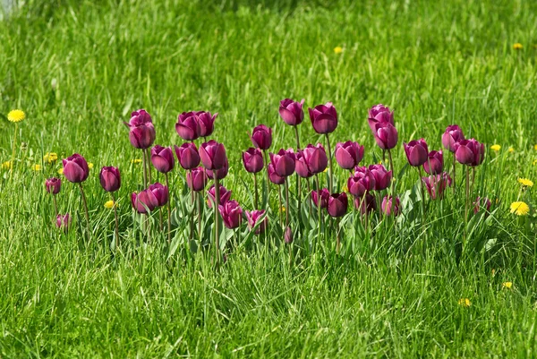 Violet tulips and grass — Stock Photo, Image