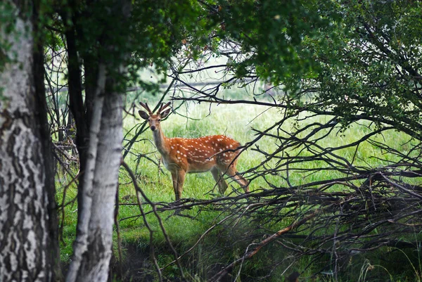 Divoké pozorovatel jelen v lese — Stock fotografie