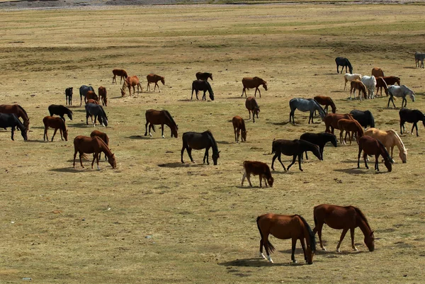 Cavalos em montanhas do deserto — Fotografia de Stock
