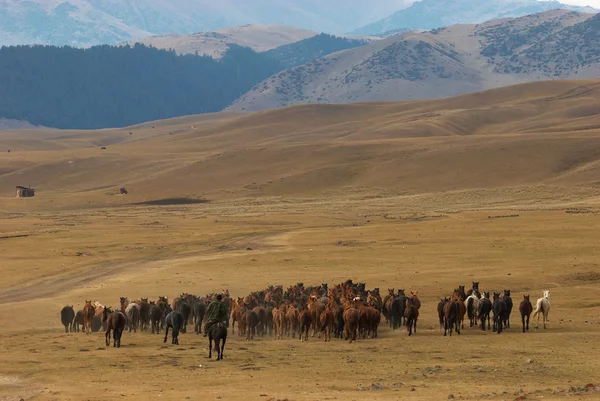 砂漠の山々 で馬 — ストック写真