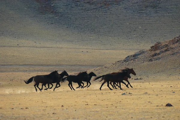 Wilde paarden in de woestijn bergen uitgevoerd — Stockfoto