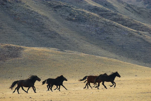 Wilde paarden in de woestijn bergen uitgevoerd — Stockfoto
