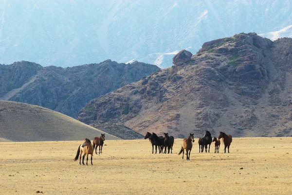 Chevaux sauvages dans les montagnes désertiques — Photo