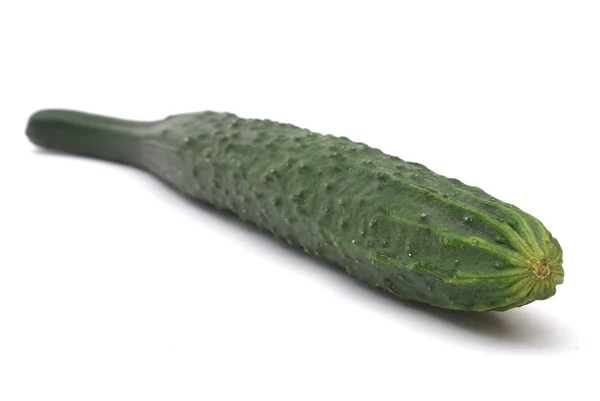 Salatalık — Stok fotoğraf