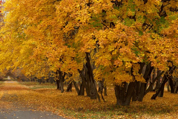 Camino de arce en el parque de otoño — Foto de Stock