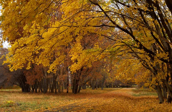 Maple path in autumn park — Stock Photo, Image