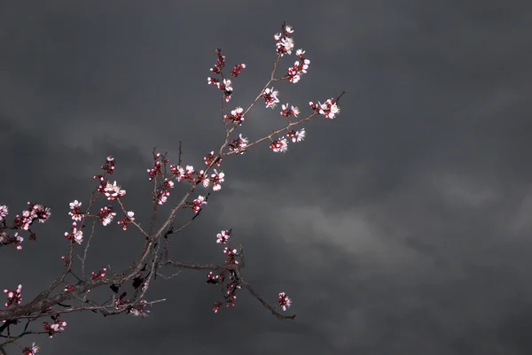 Blommor på aprikos träd och stormen himmel Stockbild