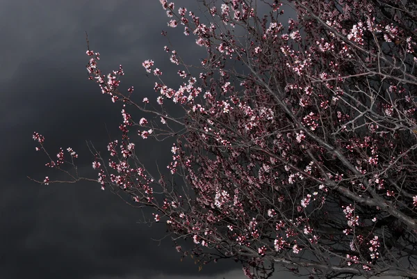 Blumen am Aprikosenbaum und am Gewitterhimmel lizenzfreie Stockfotos