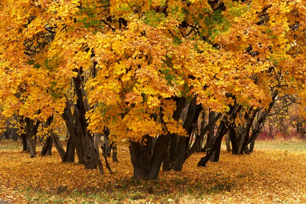 Autumn maple — Stock Photo, Image