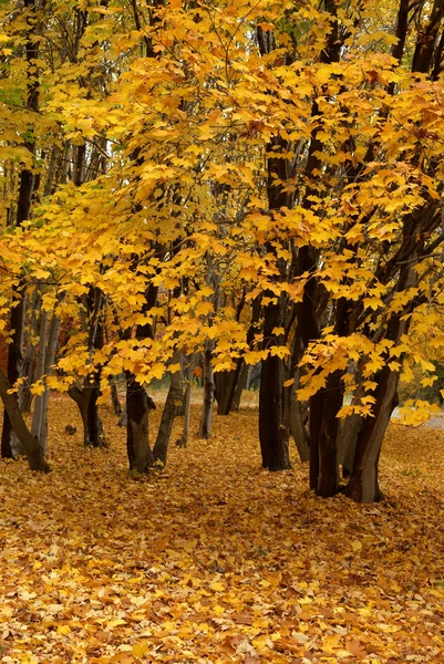 Autumn maple — Stock Photo, Image