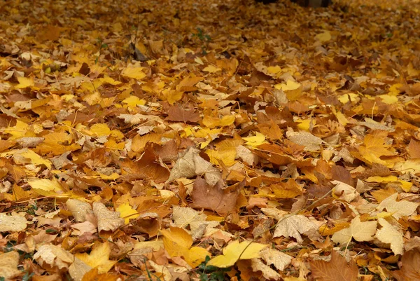 stock image Maple fall of leaves after rain