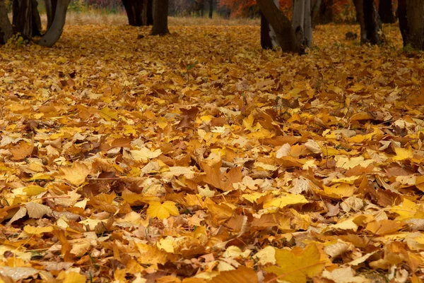 Caída de arce de hojas después de la lluvia —  Fotos de Stock