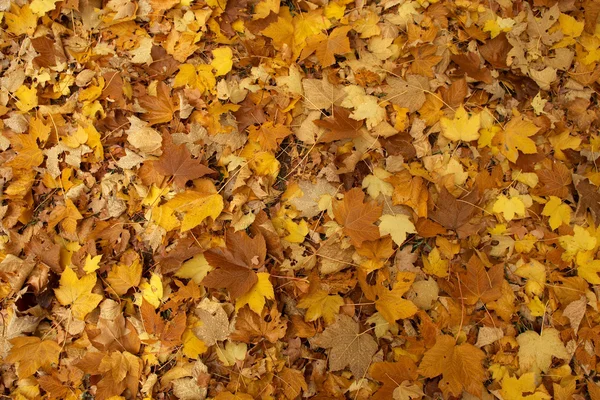 stock image Maple fall of leaves after rain