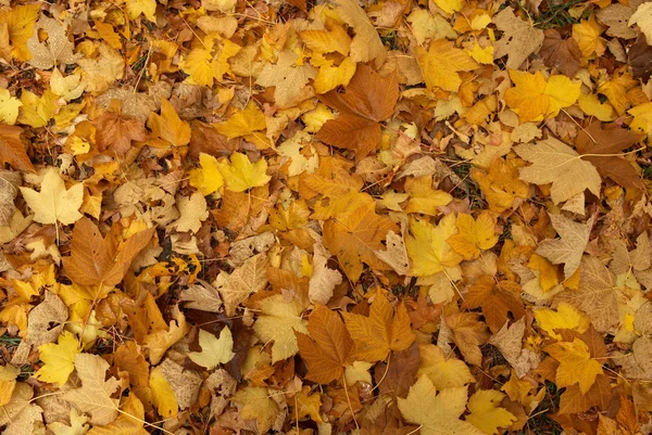 Juhar őszi levelek, eső után — Stock Fotó