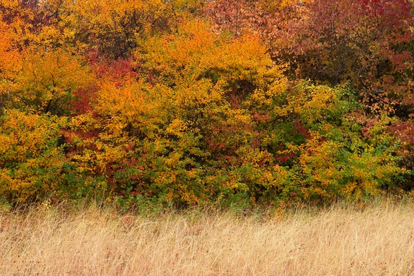 Colores del bosque de otoño —  Fotos de Stock