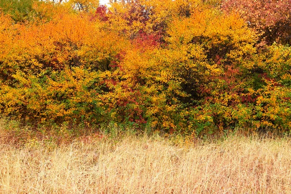 Kolory jesiennego lasu — Zdjęcie stockowe