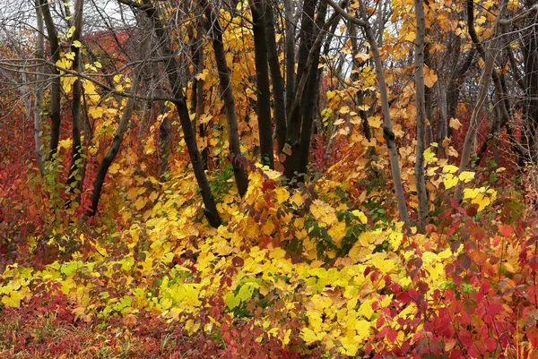 Cores da floresta de outono — Fotografia de Stock