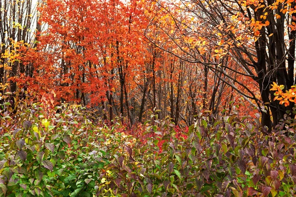 가을 삼림의 색깔 — 스톡 사진