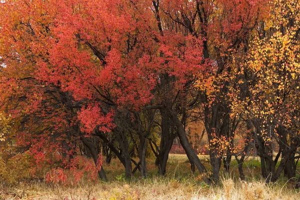 Farben des Herbstwaldes — Stockfoto