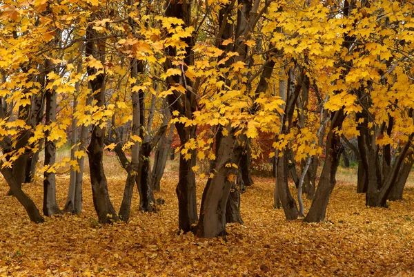 秋天的枫叶 — 图库照片