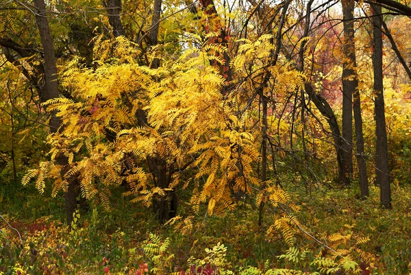 Az őszi erdő színei — Stock Fotó