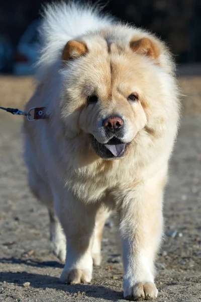 Čau-čau pes — Stock fotografie