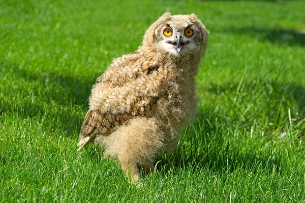Young eagle owl — Stock Photo, Image