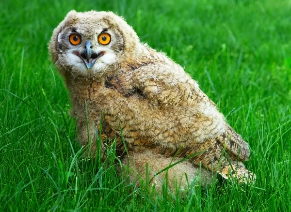 Young eagle owl — Stock Photo, Image