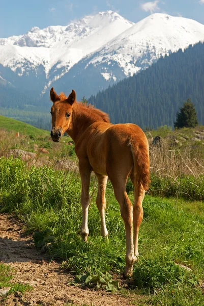 Free yong brown foal in mountains — Stock Photo, Image